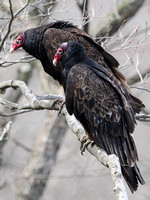 A Pair of Vultures